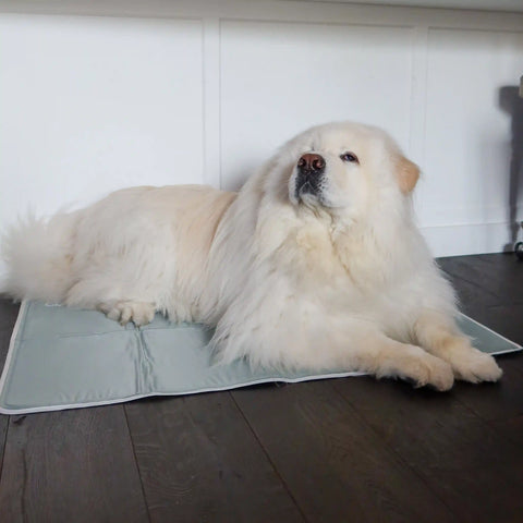 Cool Pet Pad